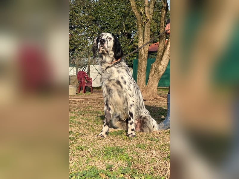 Flik - „A star is born!“