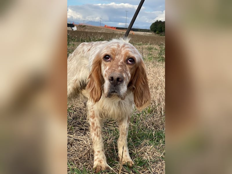 Zak - mitten ins Herz