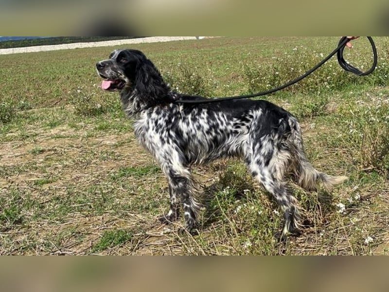 Kira - Darf ich jetzt einfach Hund sein?