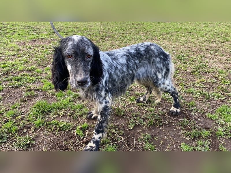 Viola - (Dringend Zuhause oder Pflegestelle gesucht) wo bleibt denn nun der Frühling?