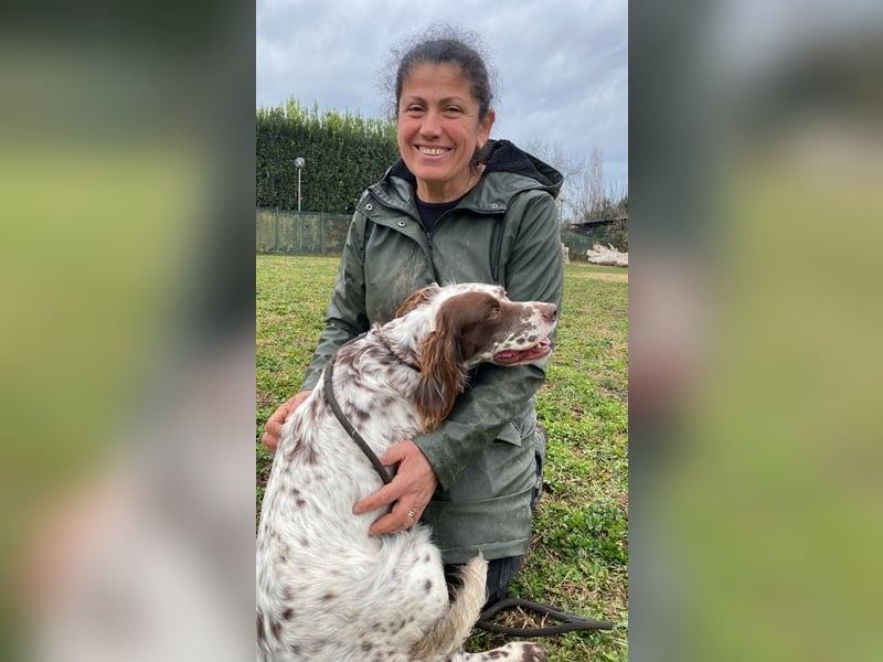 Belladonna - Setter-Schönheit mit ganz viel Herz