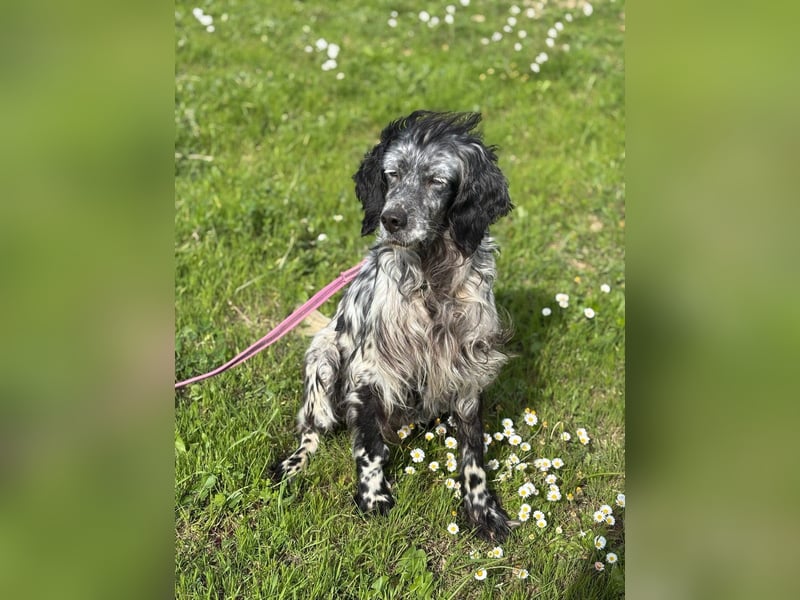 Elettra - Das Leuchten für immer