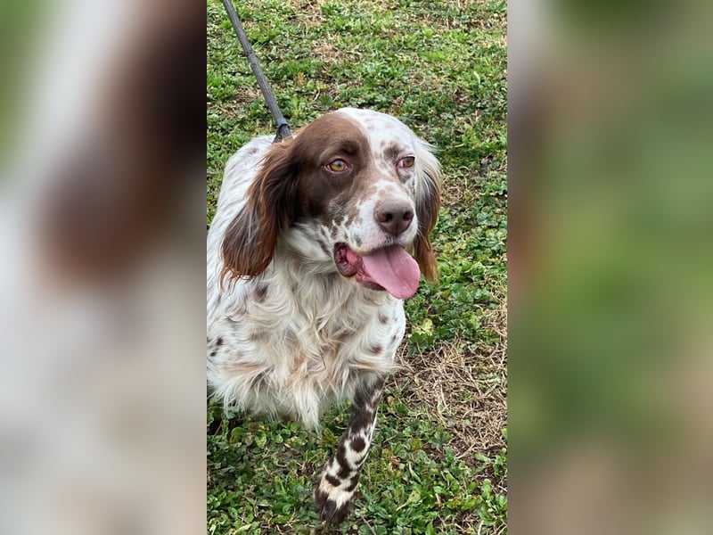 Belladonna - Setter-Schönheit mit ganz viel Herz
