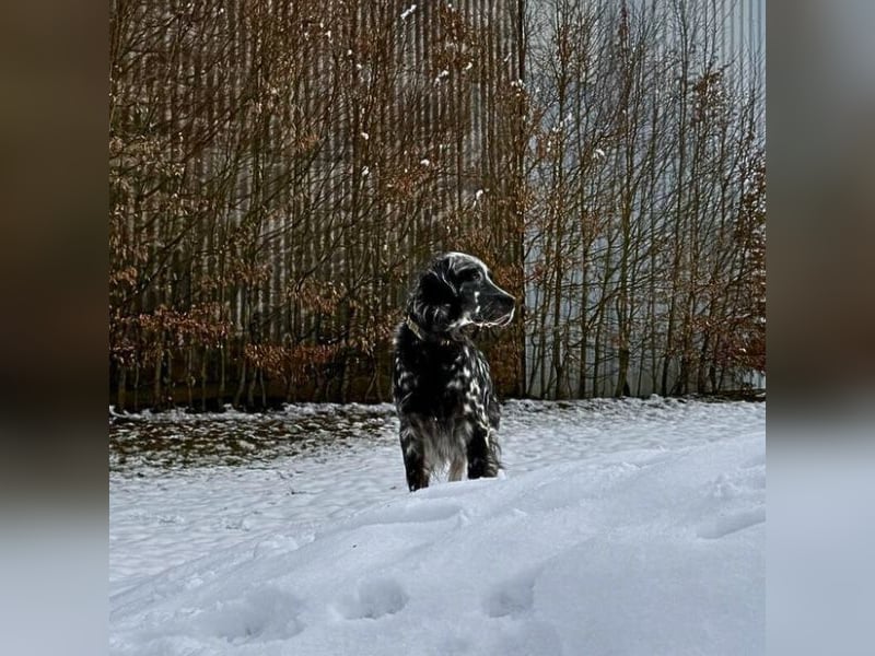 Helvetia - Zuhause dringend gesucht - Angst beginnt im Kopf ? Mut auch!