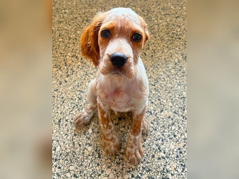 Matti -SOS -  Das Einohrhäschen und sein Schutzengel