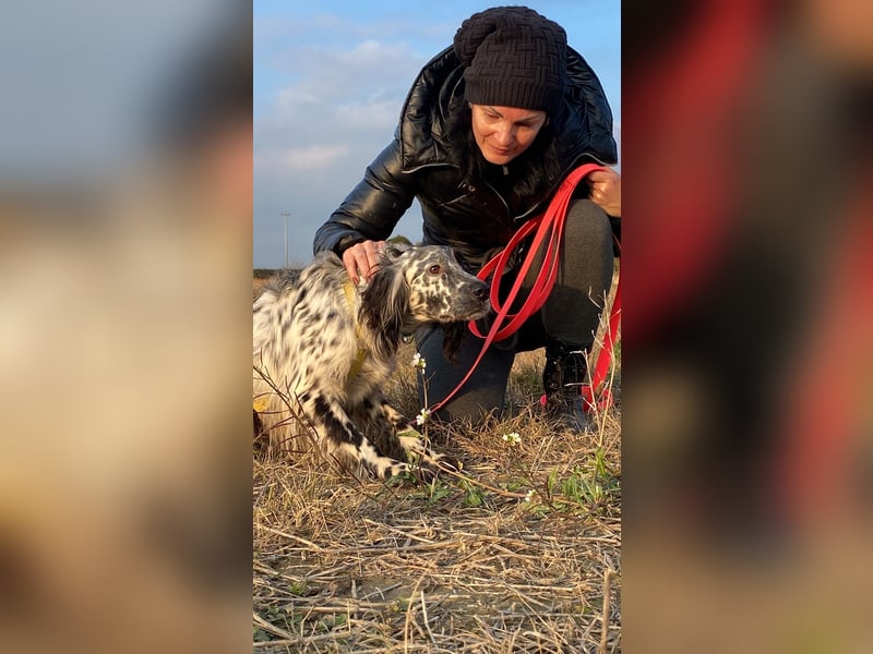 Boris -  zu schade zum Jagen