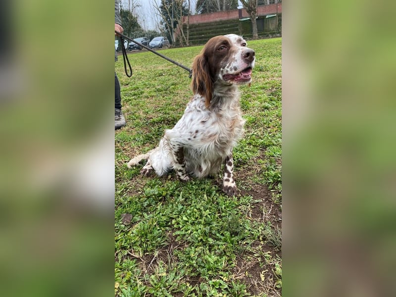Belladonna - Setter-Schönheit mit ganz viel Herz