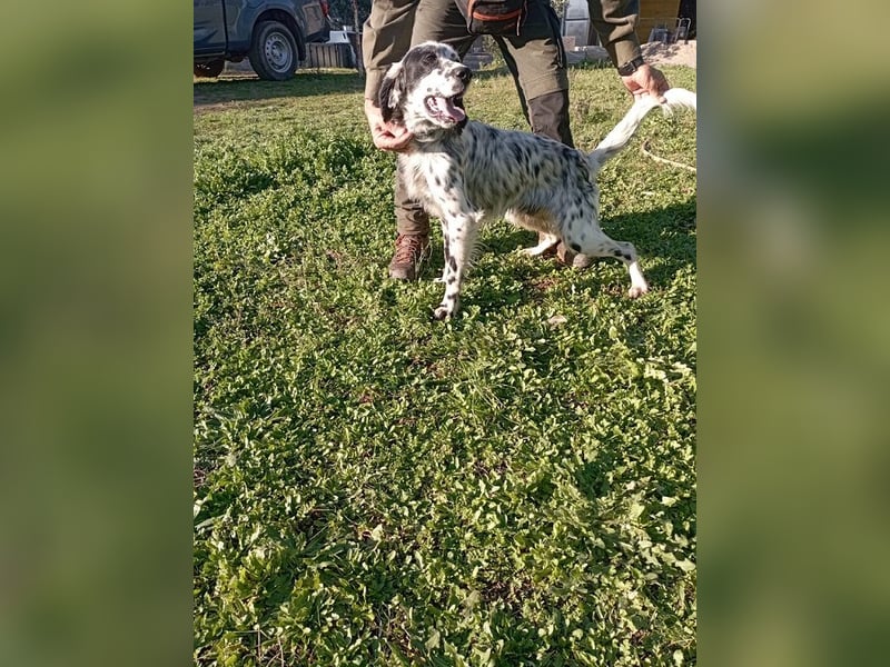 Flik - (Dringend Pflegestelle oder Zuhause gesucht) träumt von mehr!