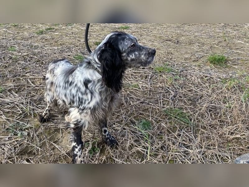 Elettra - Das Leuchten für immer