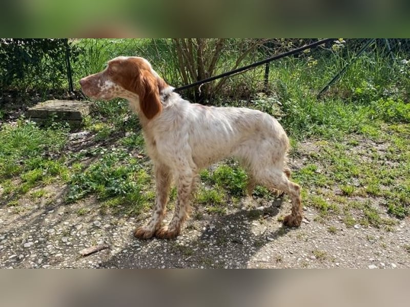 Fiamma - Eine kleine Seele auf großer Reise