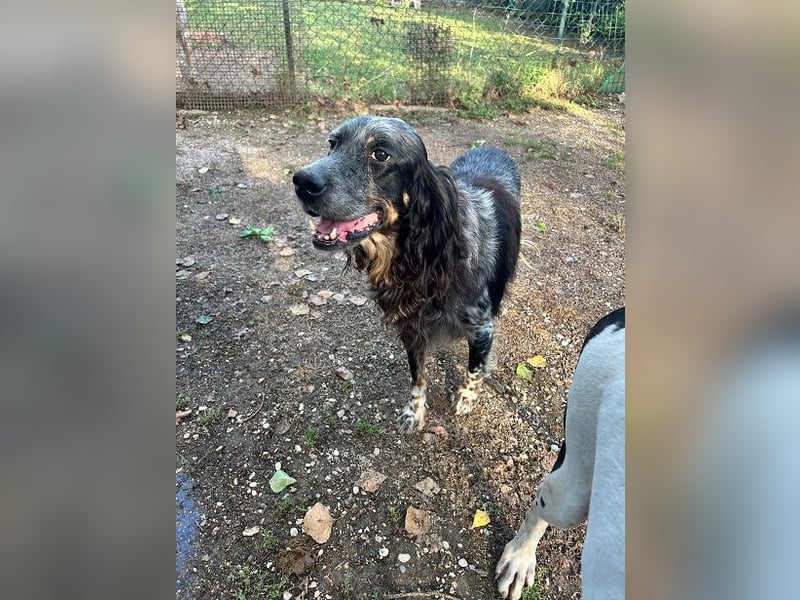 Gloria - Herzenshund sucht Sofa und Streichel-Abo