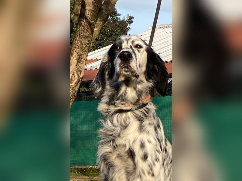 Flik - „A star is born!“