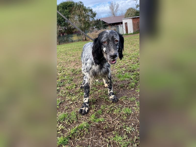 Viola - (Dringend Zuhause oder Pflegestelle gesucht) wo bleibt denn nun der Frühling?