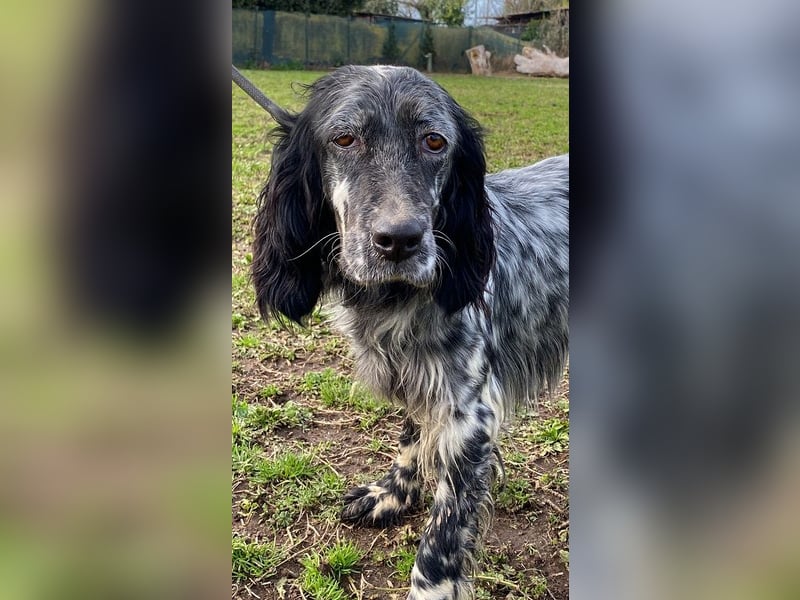 Viola - (Dringend Zuhause oder Pflegestelle gesucht) wo bleibt denn nun der Frühling?