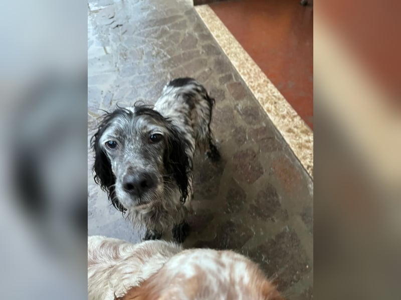 Elettra - Das Leuchten für immer