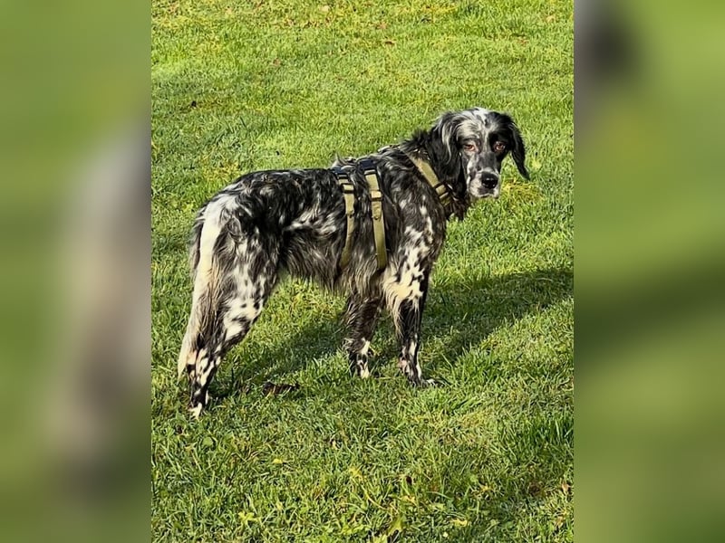 Helvetia - Zuhause dringend gesucht - Angst beginnt im Kopf ? Mut auch!