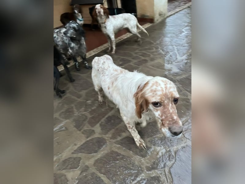 Zak - mitten ins Herz