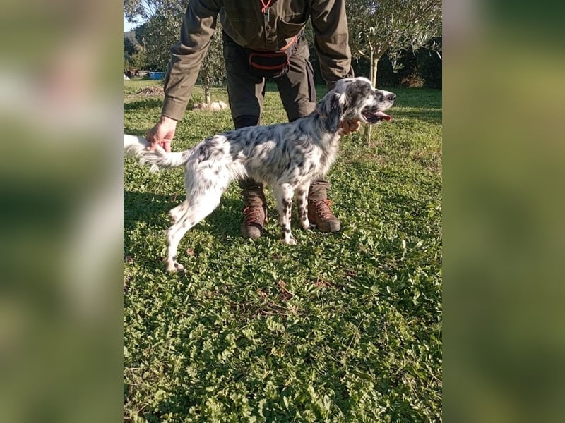 Flik - „A star is born!“