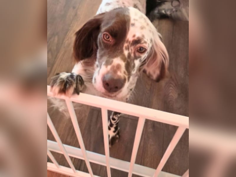 Belladonna - Italienische Prinzessin sucht ihr großes Glück