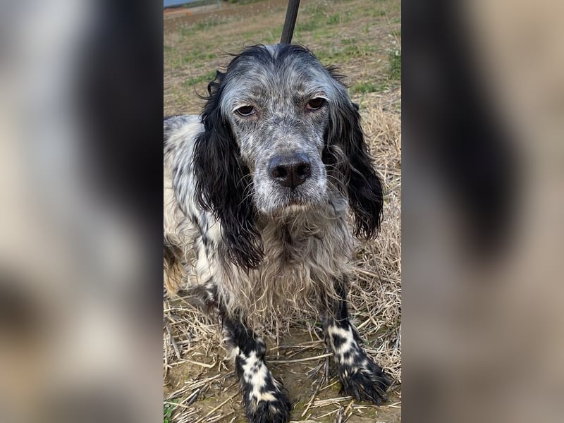 Elettra - Das Leuchten für immer