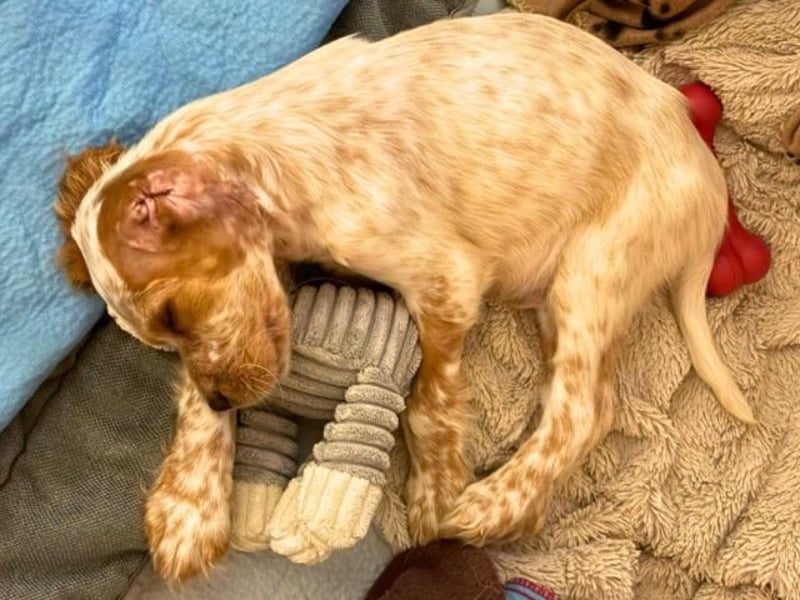 Matti -SOS -  Das Einohrhäschen und sein Schutzengel