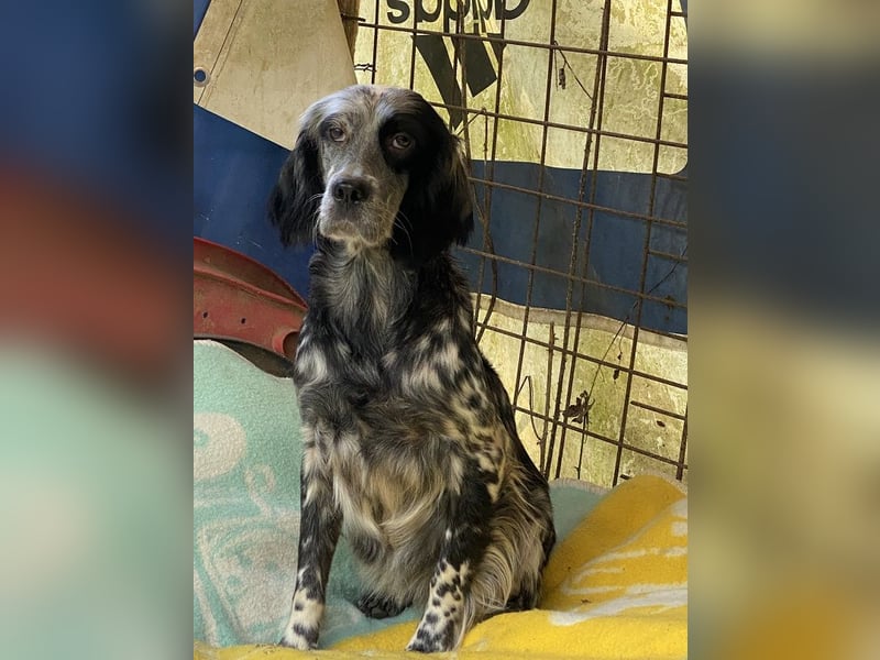 Helvetia - Zuhause dringend gesucht - Angst beginnt im Kopf ? Mut auch!