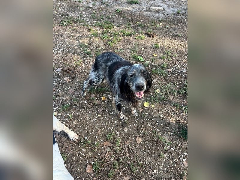 Gloria - Herzenshund sucht Sofa und Streichel-Abo