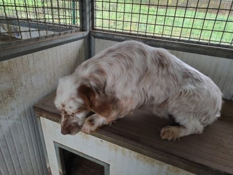 Beto - Eine alte Geschichte, ein neues Kapitel