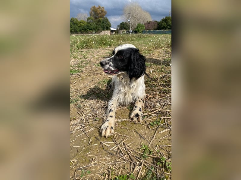 Fola - Hallo hübsche Setterina