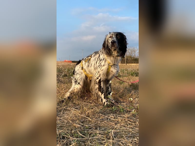 Boris - zu schade zum Jagen