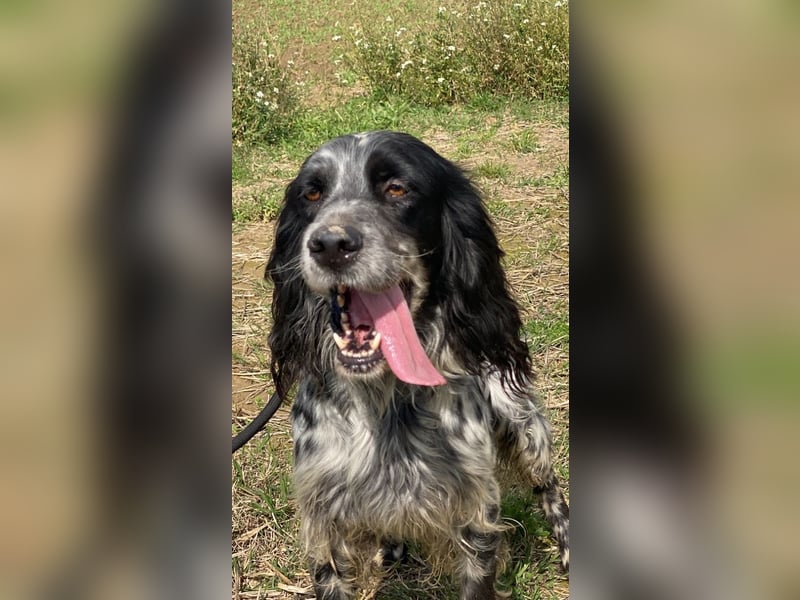 Kira - Darf ich jetzt einfach Hund sein?