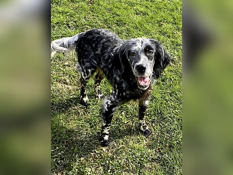 Helvetia - Zuhause dringend gesucht - Angst beginnt im Kopf ? Mut auch!