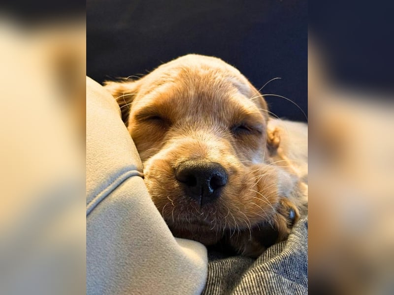 Matti -SOS -  Das Einohrhäschen und sein Schutzengel