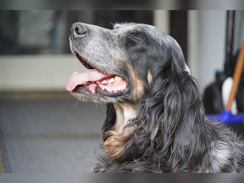 Gloria - Herzenshund sucht Sofa und Streichel-Abo