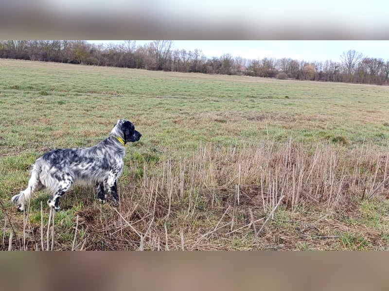 Englische setter Rüden