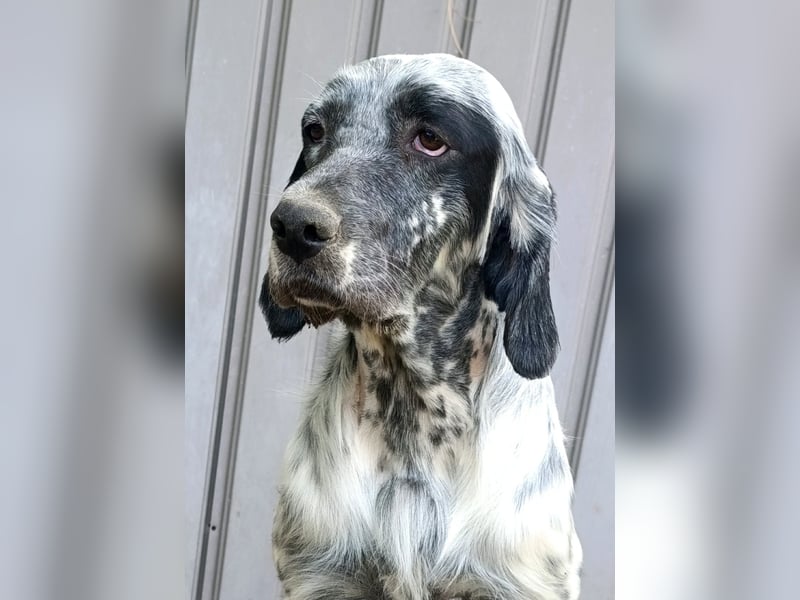 Englische setter Rüden