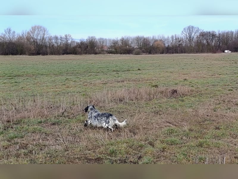 Englische setter Rüden