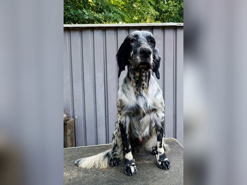 Englische setter Rüden