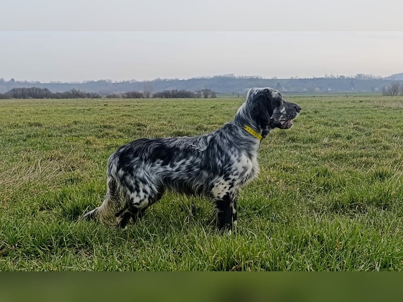 Englische setter Rüden