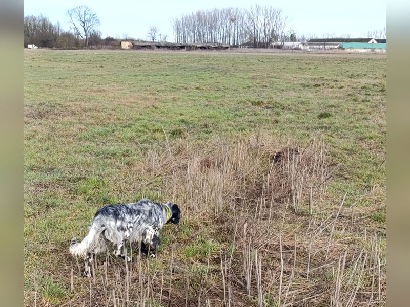 Englische setter Rüden