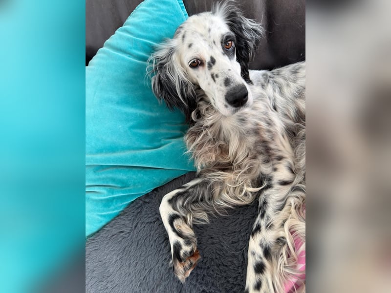 Vermittlungshilfe für Roxy