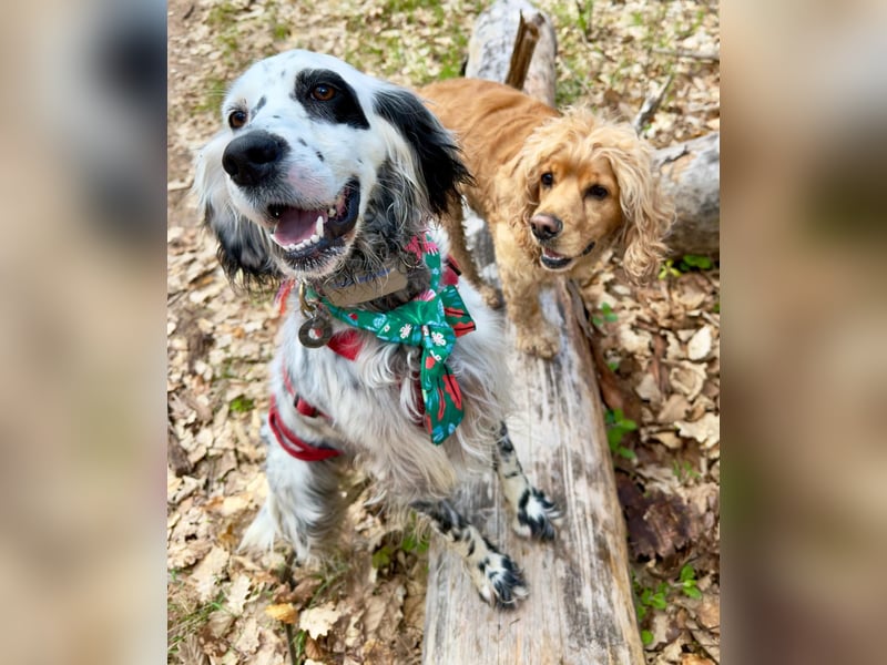 Vermittlungshilfe für Roxy