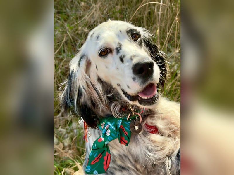 Vermittlungshilfe für Roxy