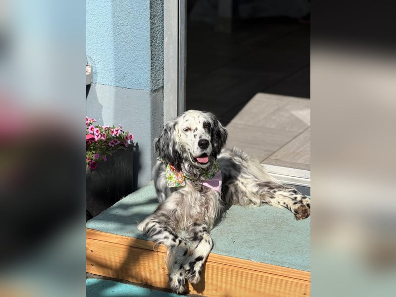 Vermittlungshilfe für Roxy