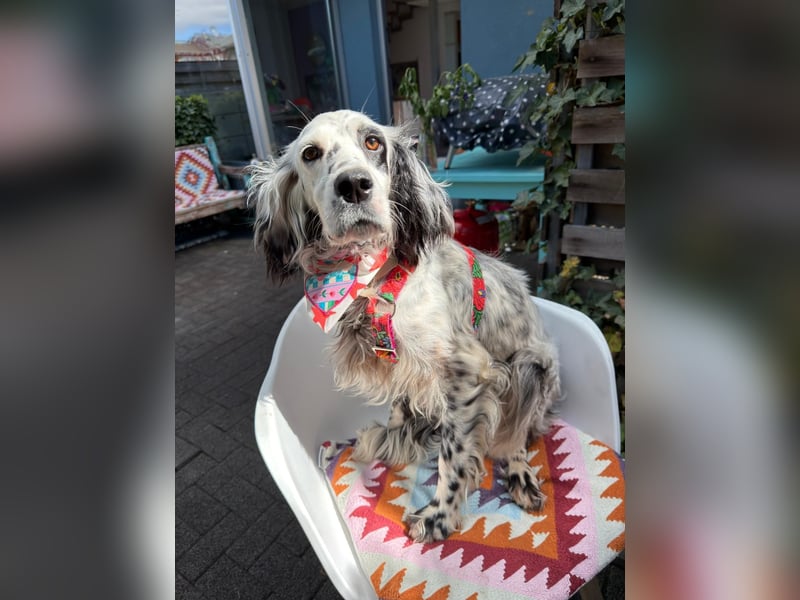 Vermittlungshilfe für Roxy