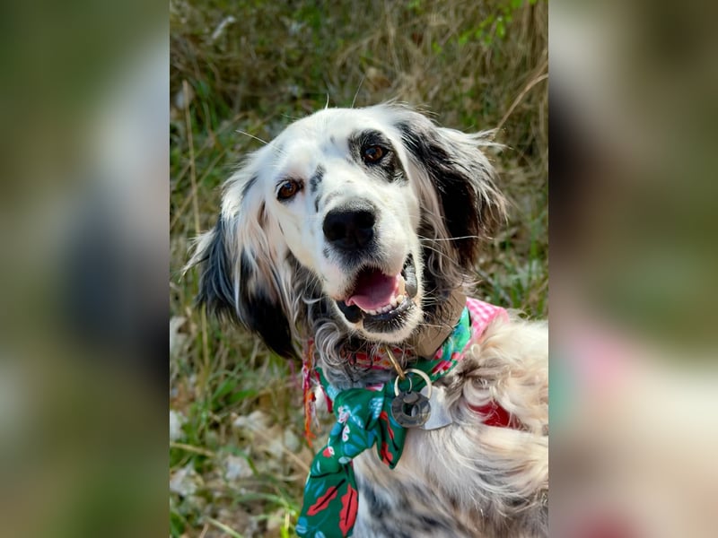 Vermittlungshilfe für Roxy