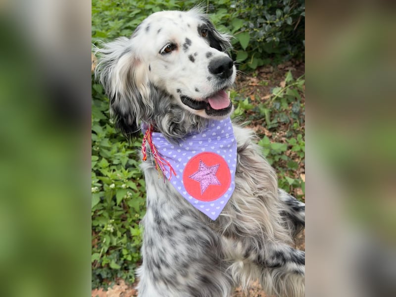 Vermittlungshilfe für Roxy