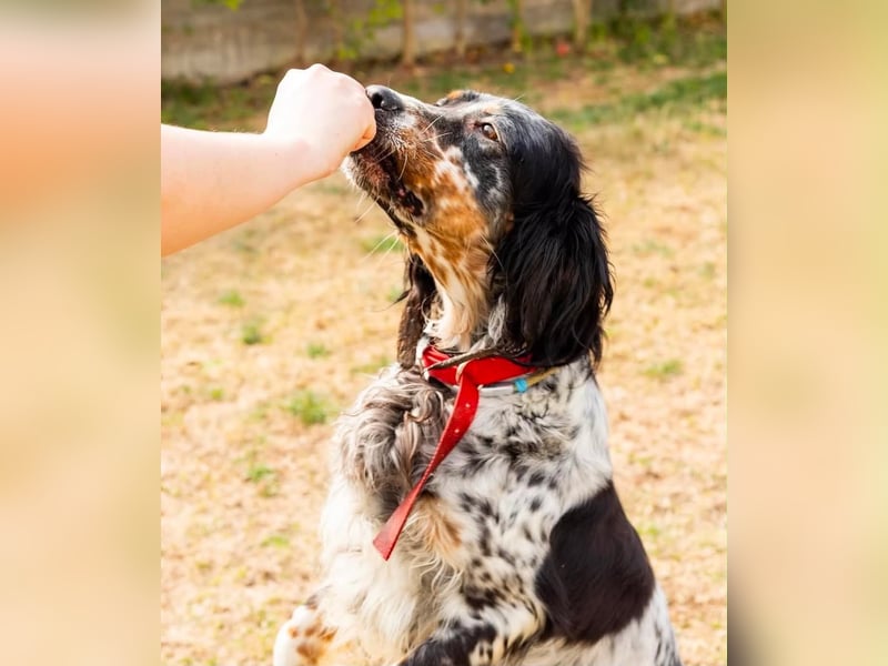 Cockie die Setter Schönheit wartet auf die 2. Chance