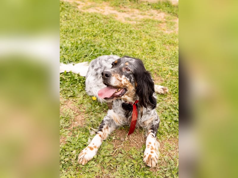 Cockie die Setter Schönheit wartet auf die 2. Chance