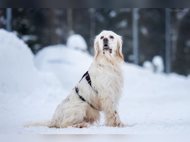 Toller Englischer Setter Martin wartet auf Sie!